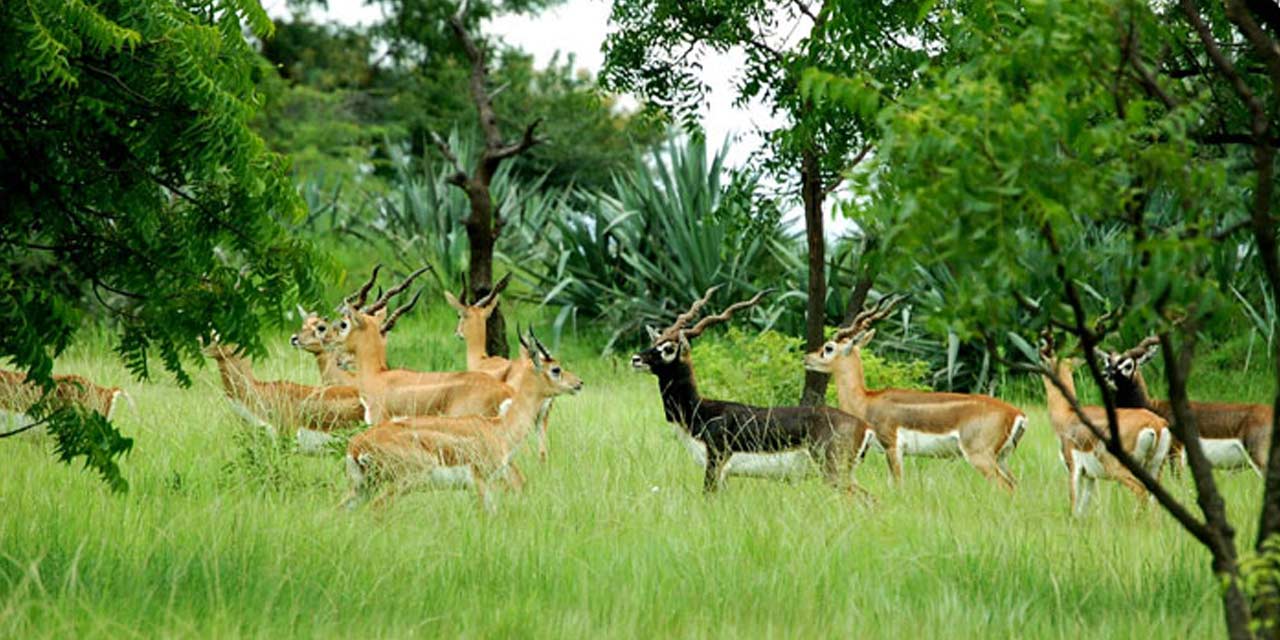 Machia Biological Park, Jodhpur