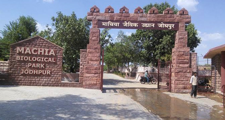machiya safari park jodhpur in hindi